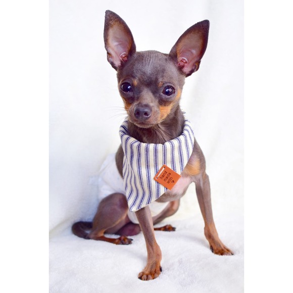 Blue Stripes Dog Bandana: The Perfect Accessory for Your Dog! Premium - Handmade - Picture 3 of 10